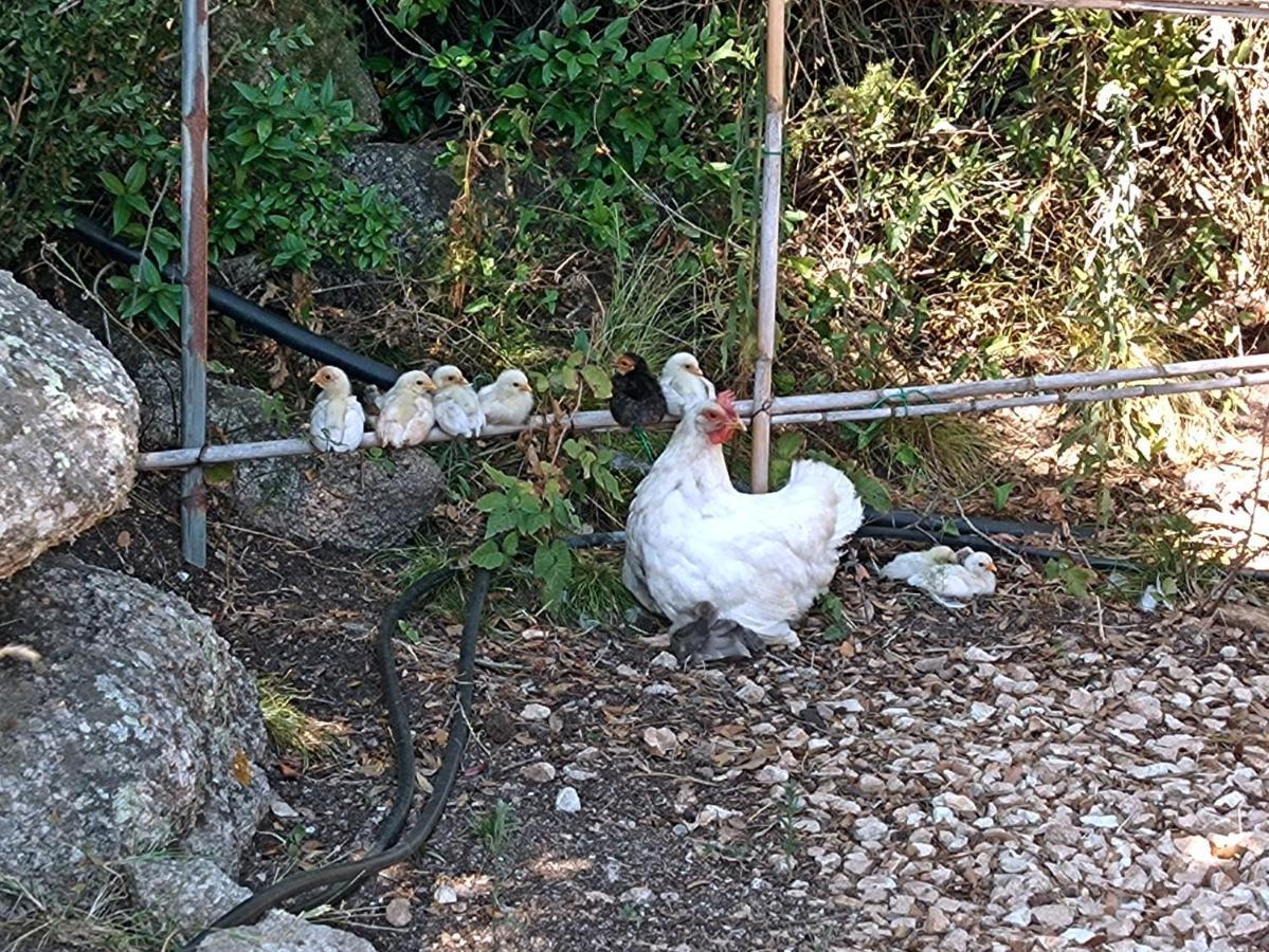 La Cera Farm Camping B&B 圣特雷莎加卢拉 外观 照片