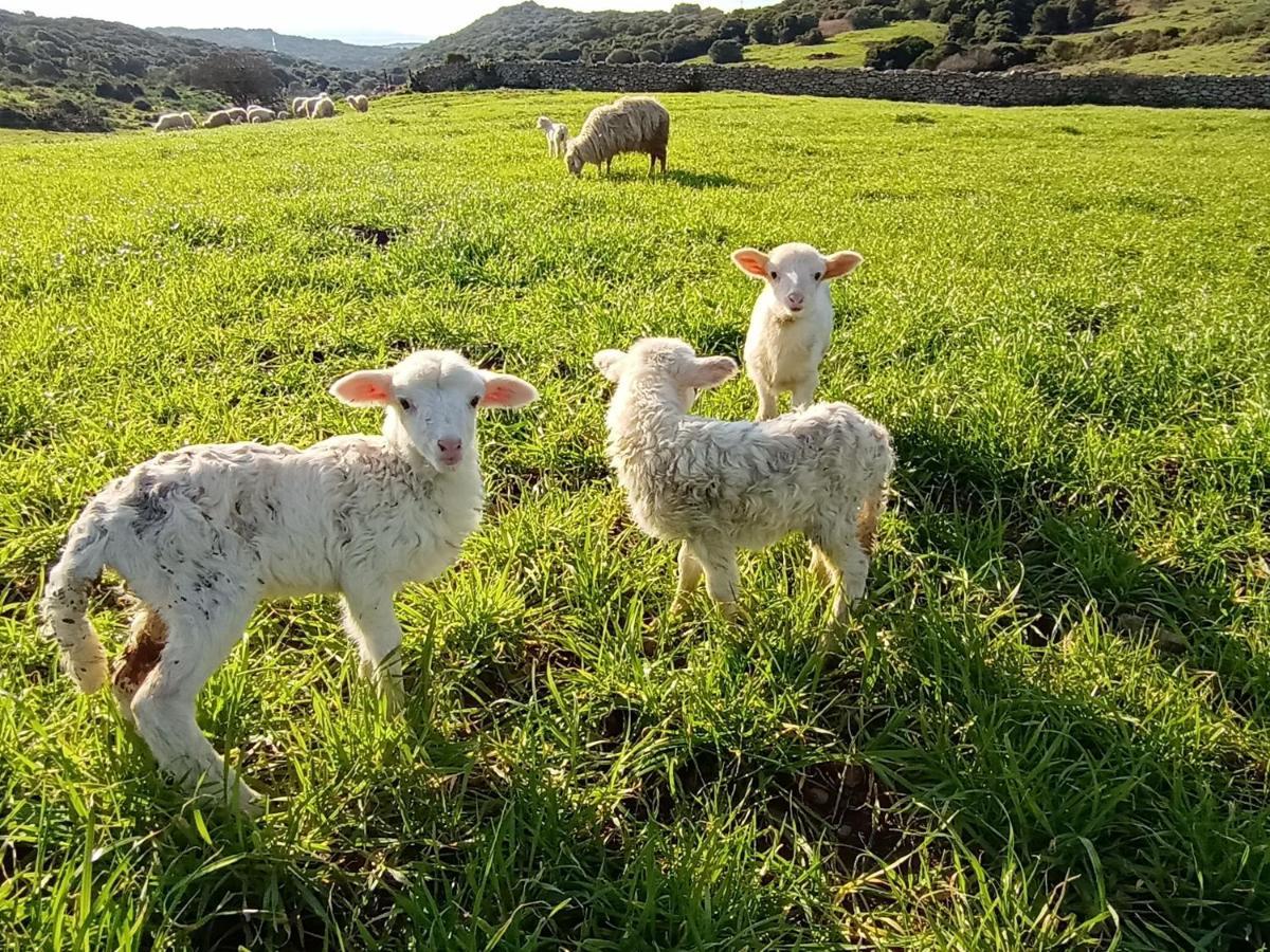 La Cera Farm Camping B&B 圣特雷莎加卢拉 外观 照片