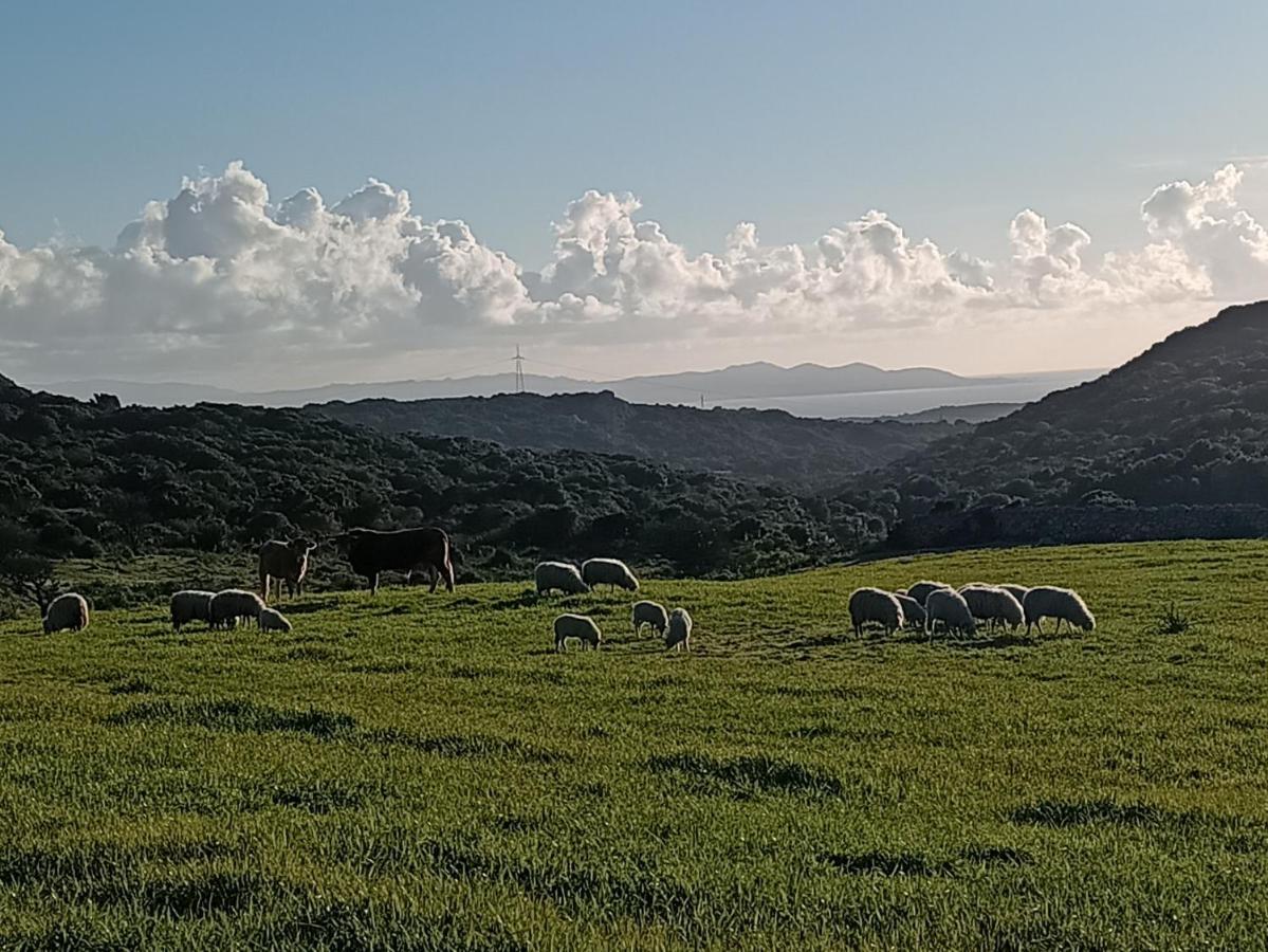 La Cera Farm Camping B&B 圣特雷莎加卢拉 外观 照片