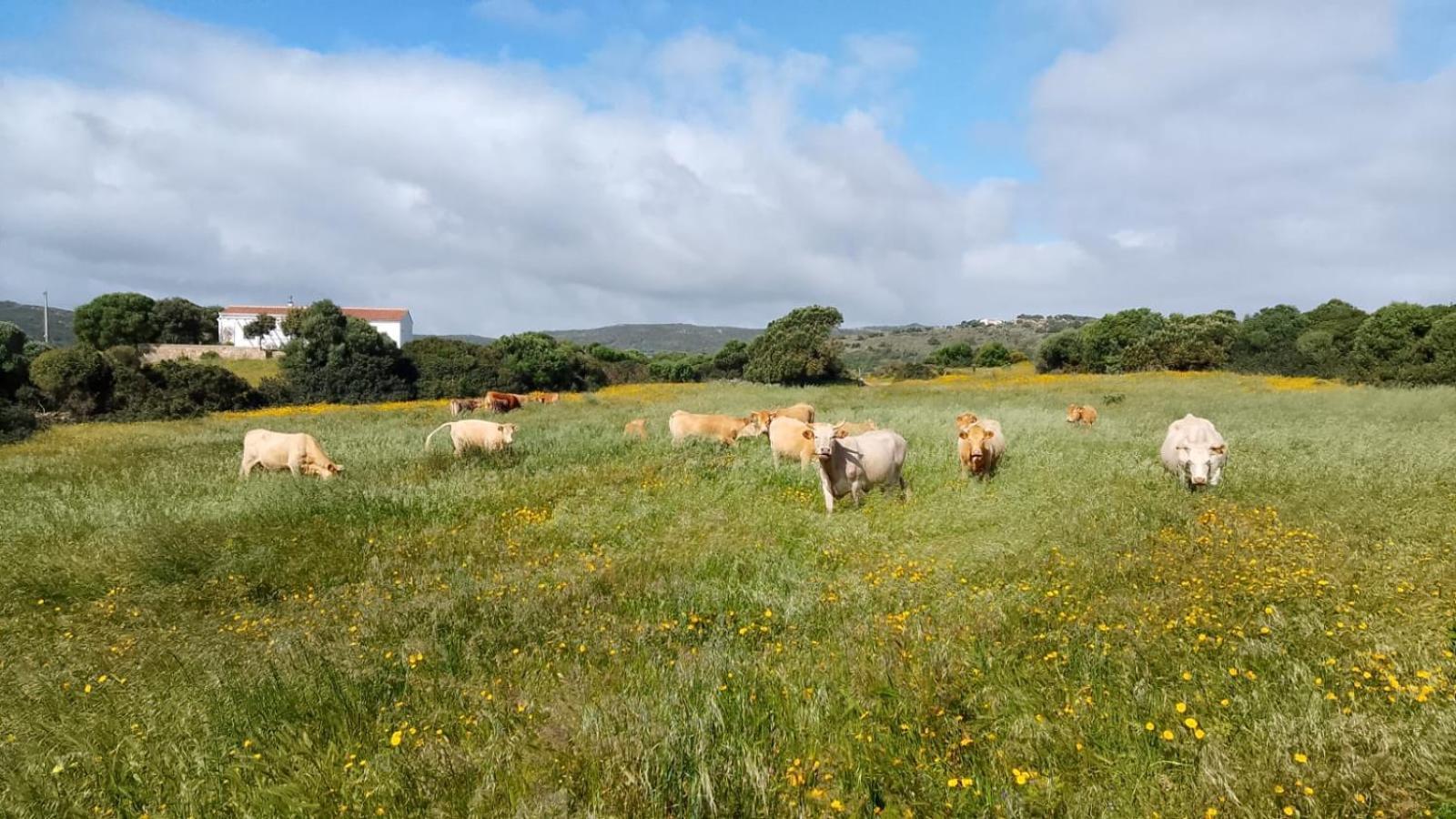 La Cera Farm Camping B&B 圣特雷莎加卢拉 外观 照片